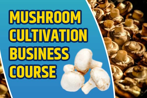 Mushroom Farming Business